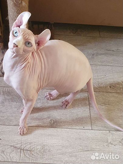 Канадский сфинкс эльф