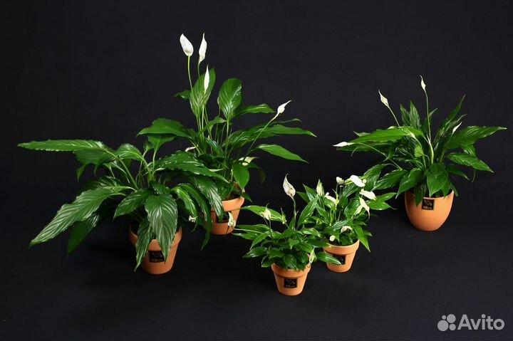 Спатифиллум. Женское счастье. Комнатные цветы