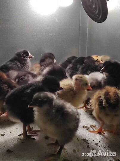Цыплята разных пород и возрастов