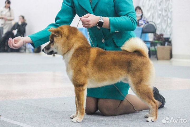 Вязка кобель Сиба ину