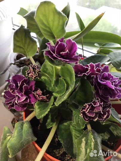 Фиалка темно-розовые крупные цветы