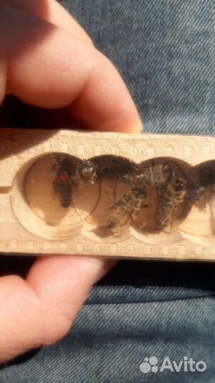 Пчелы матки плодные отправляю по РФ