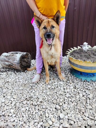 Собака ищет дом