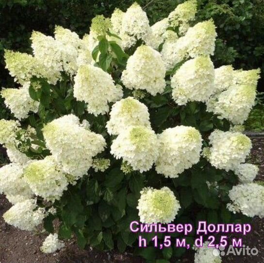 Гортензия саженцы