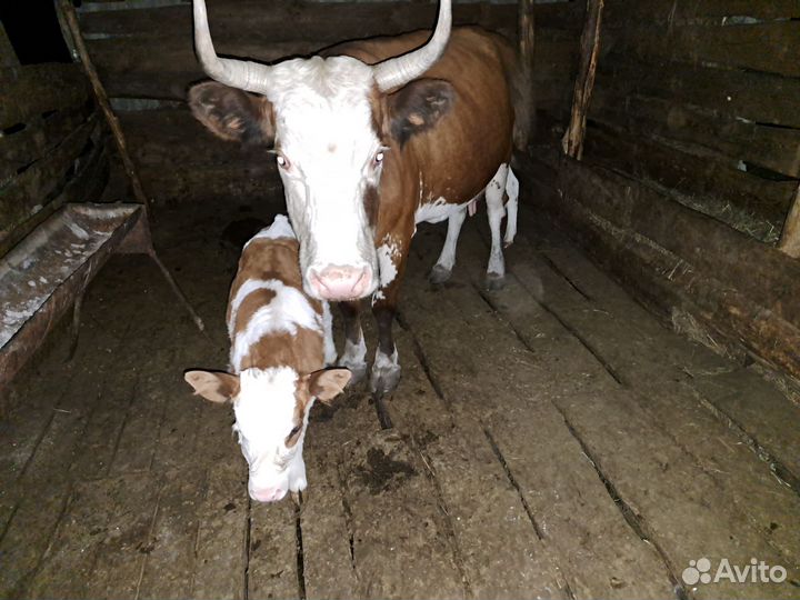 Корова с двумя телятами,тёлочка и бычок