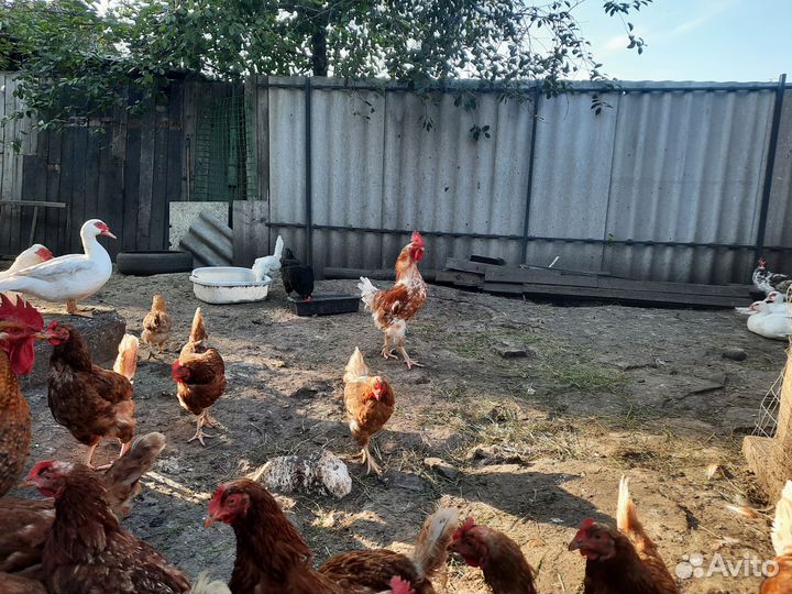 Куры бульонки