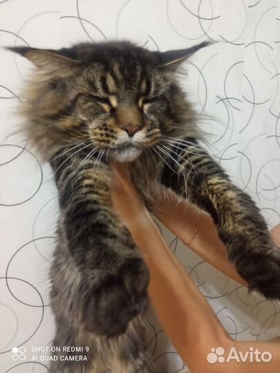 Мейн-кун Вязка