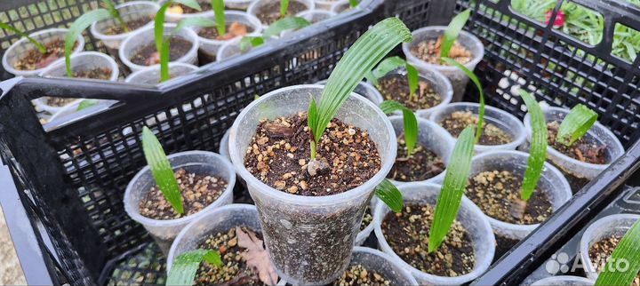 Пальма Трахикарпус