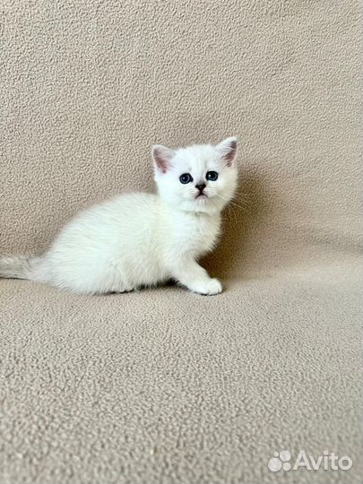 Британские котята