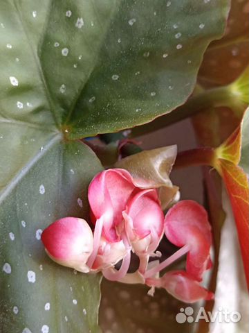 Бегония Коралловая