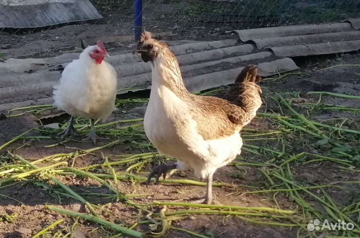 Лакенданзи семья
