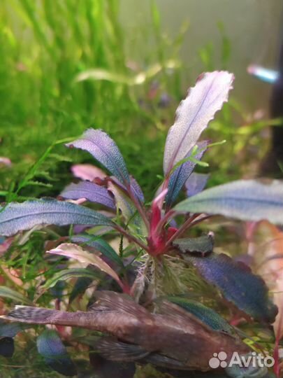 Буцефаландры