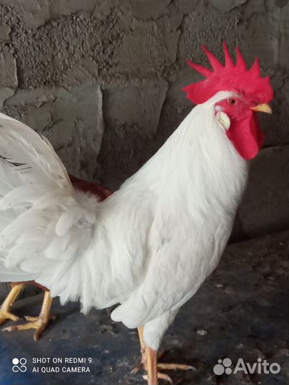 Куры петухи