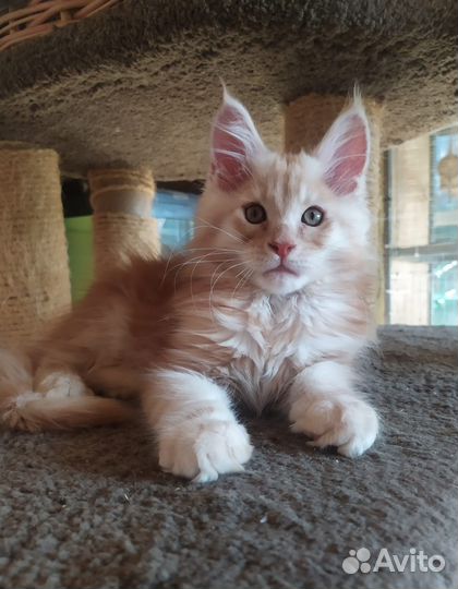 Котята Мейн кун