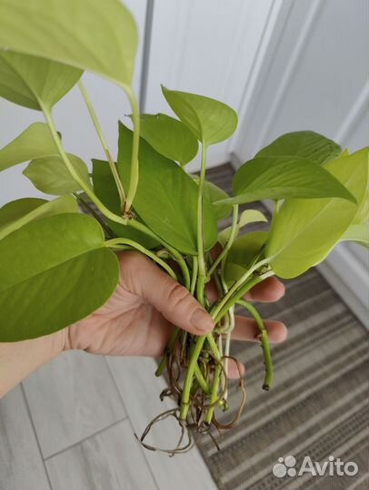 Сциндапсус неон