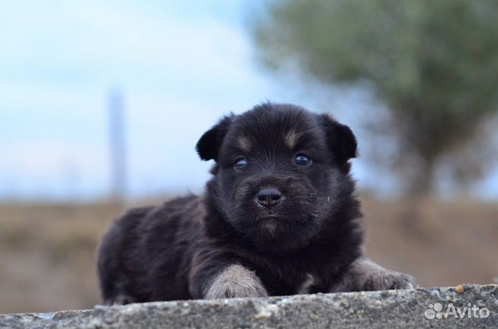 Милые щеночки