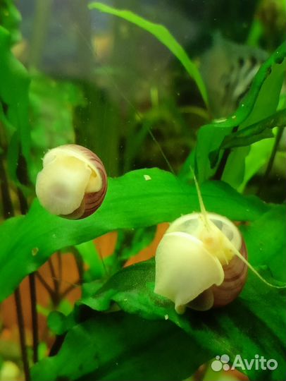 Ампулярии улитки