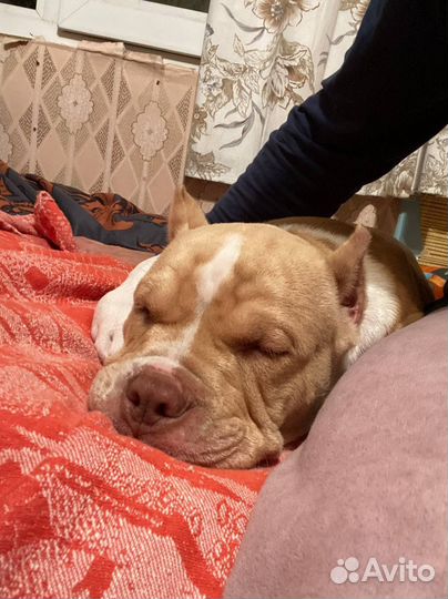 Американский булли покет