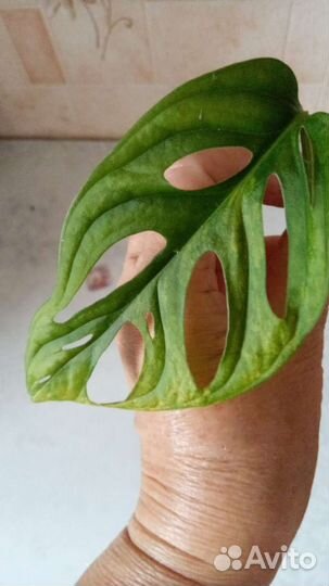 Монстера адансона желтый вар