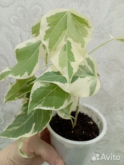 Фикус Румфи вар