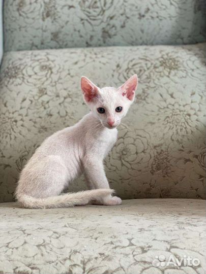 Кошки петерболд