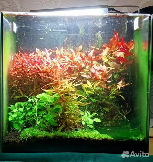 Аквариумные растения