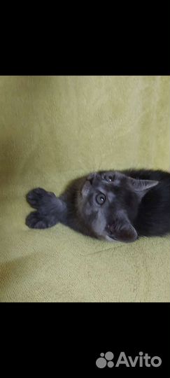 Шотландские котята