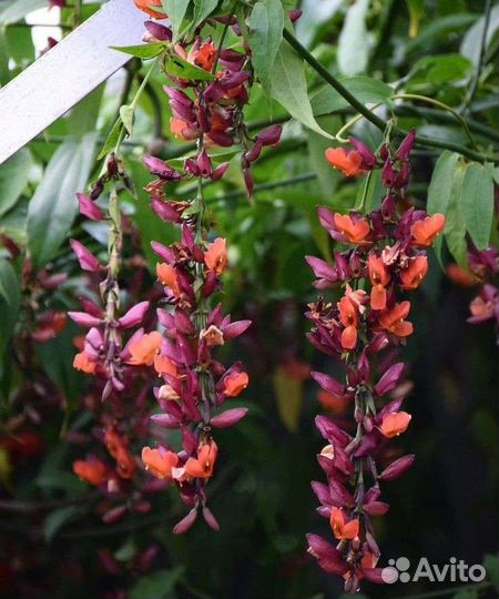 Тунбергия Coccinea