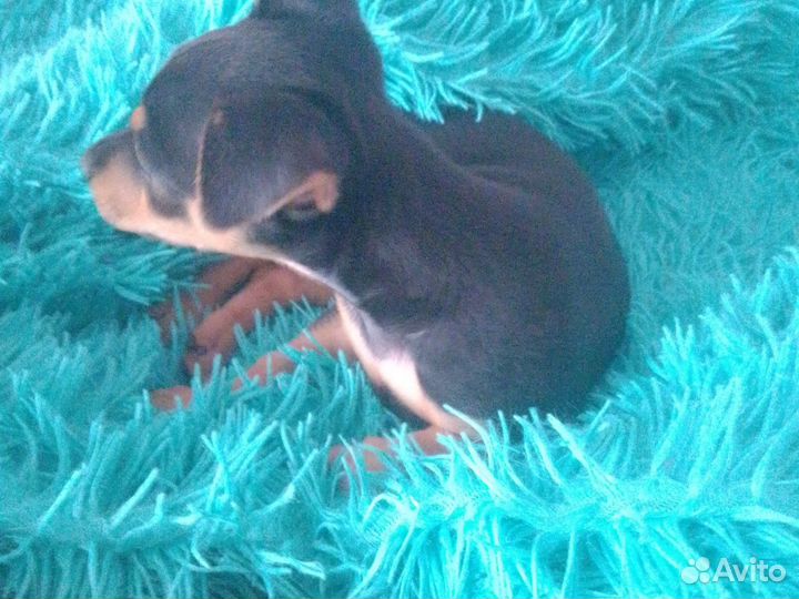 Русский той-терьер