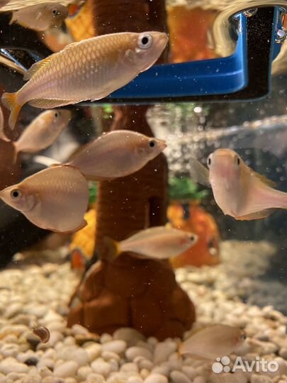 Рыбки Радужница для аквариума