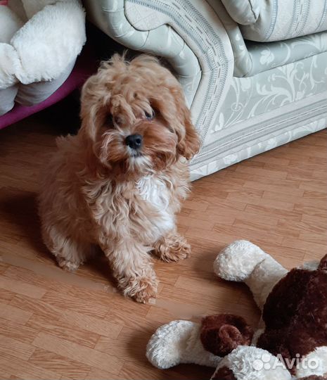 Девочки кавапу