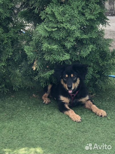 Передержка собак