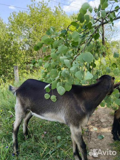 Козлик породы Ламанче обгул или продажа