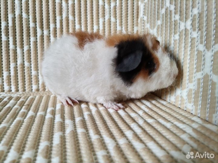 Морская свинка американский тедди