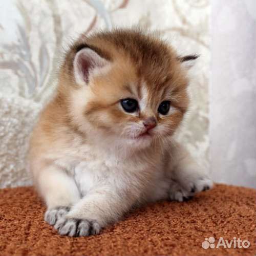 Золотые котята