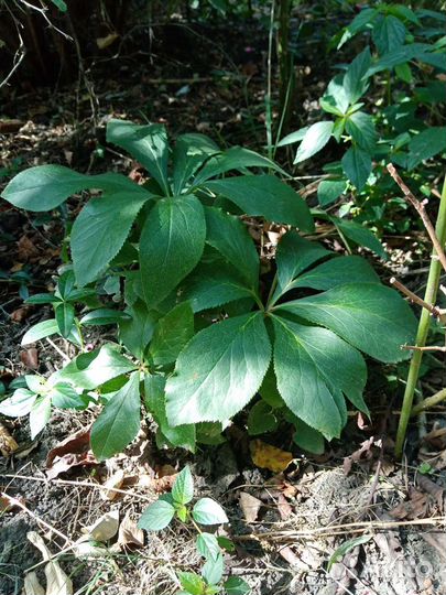 Куст 3летка гортензии Endless Summer