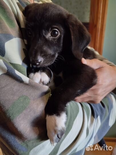 Щенок девочка 1.5 месяца