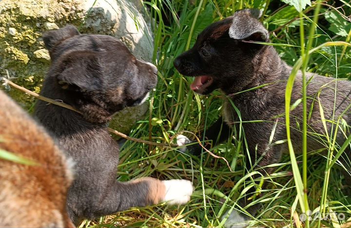 Щенки бесплатно