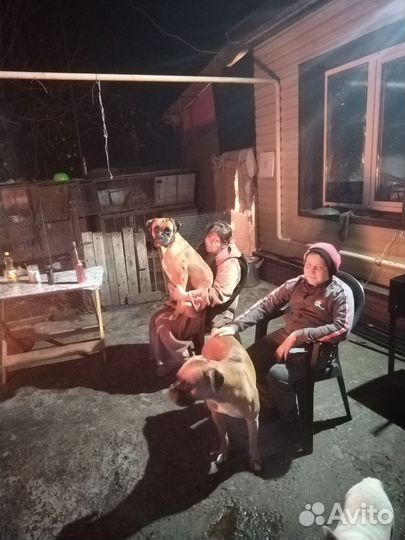 Немецкий боксер