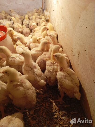 Бройлер Кобб