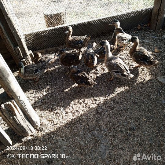 Утки дикаши, кряква