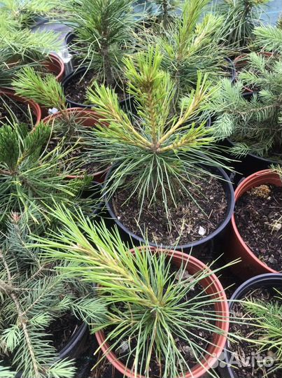 Саженцы сосны кедровой