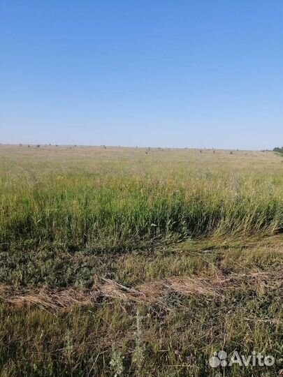 Товары для домашних животных