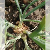 Крупноплодный семейный лук, народной селекции