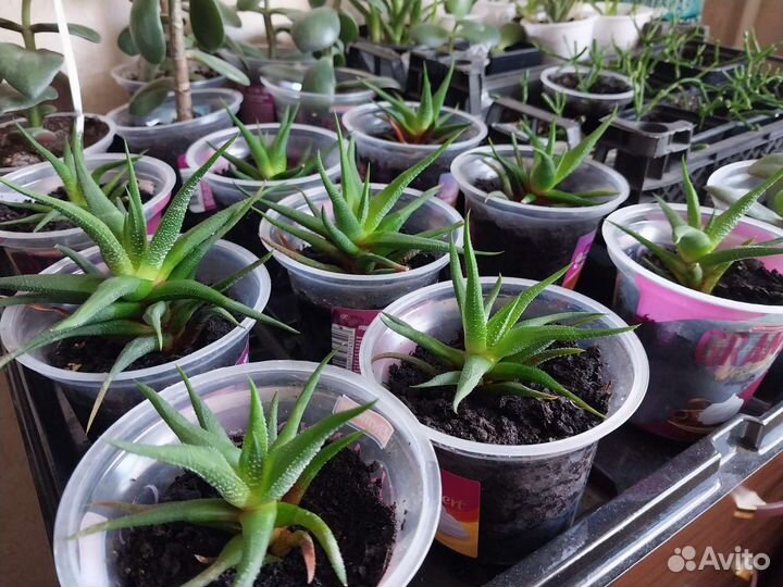 Хавортия attenuata