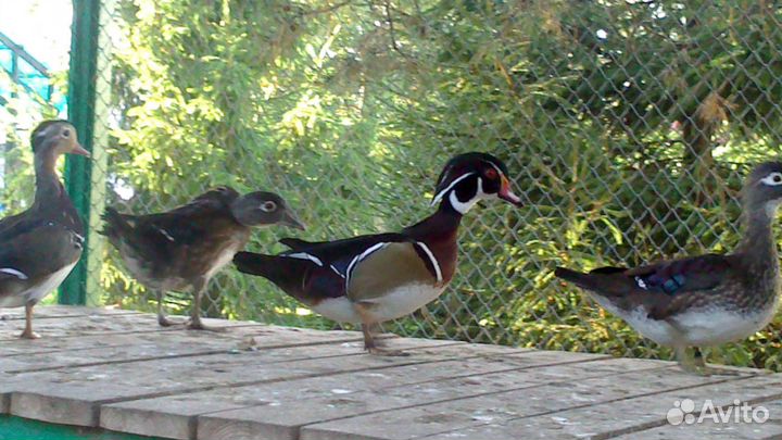 Декоративные Фазаны, павлины, утки