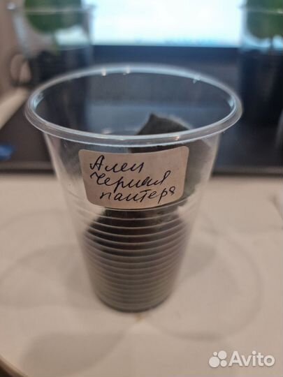 Фиалки все в одни руки