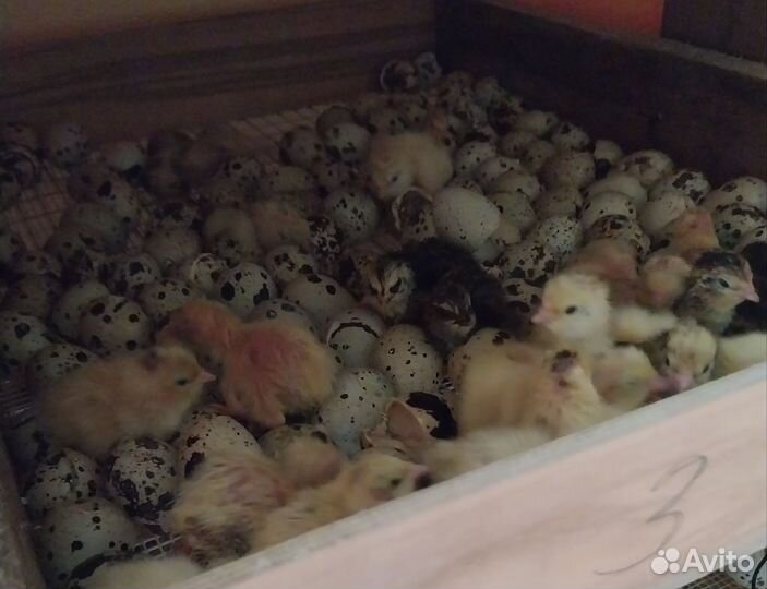 Перепелиное яйцо