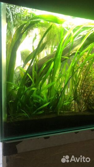 Растения для аквариума