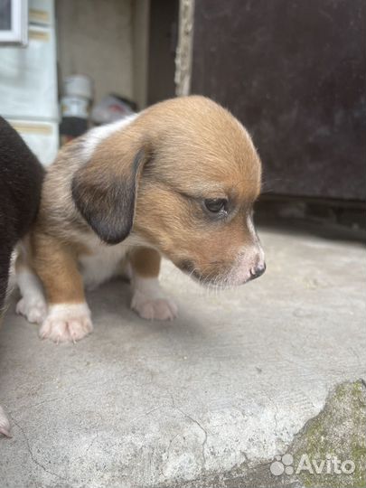 В добрые руки